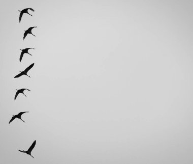 Açık gökyüzünde uçan kuşların düşük açılı görüntüsü