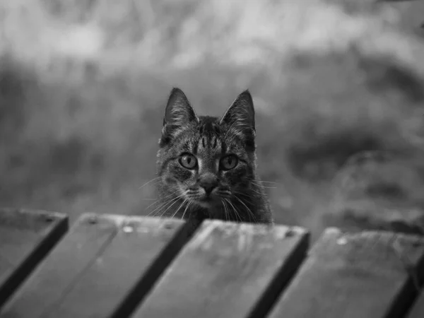 Portrait of a cat in black and white