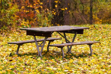 Sonbahar boyunca parkta boş bank