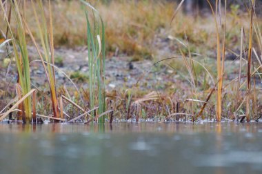 Suda yetişen bitkilere yakın 