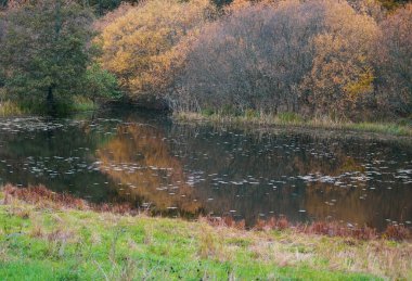 Sonbaharda ormandaki göl manzarası 