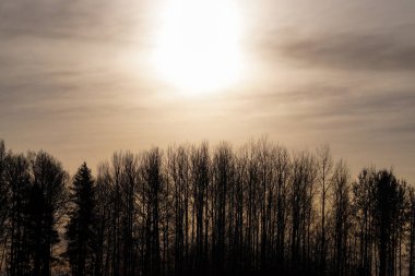 Gün batımında gökyüzüne karşı siluet ağaçları