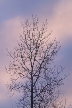 Gökyüzüne karşı çıplak ağacın alçak açılı görüntüsü