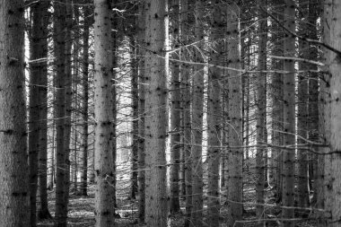 Ormandaki ağaçların tam kare görüntüsü