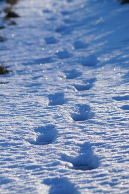 Karla kaplı arazide tam kare izler.
