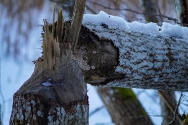 Kunduzun devirdiği bir ağaca yakın çekim