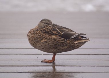 Tahta geline tüneyen ördeğe yaklaş. 