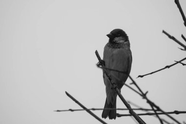 Kuşun açık gökyüzüne karşı dalına tünediği düşük açılı görüntü