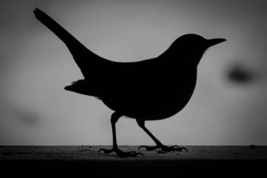 Silüet kuşun kapanışı istinat duvarına tünemiş 