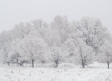 Karla kaplı tarladaki ağaçlar gökyüzüne karşı
