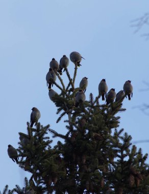 Ağaçta gökyüzüne tünemiş kuşların alçak açılı görüntüsü