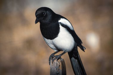 Tahta direğe tüneyen kuşa yaklaş. 