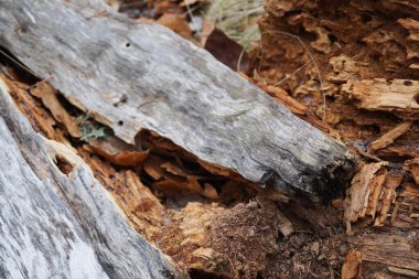 Ağaç gövdesinin tam kare görüntüsü