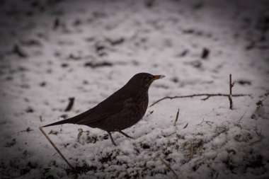 Karla kaplı tarlaya tüneyen kuşlara yaklaş