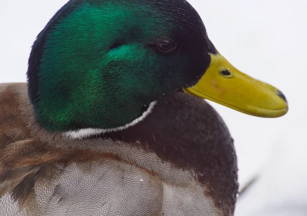 Close up of a mallard duck against white background