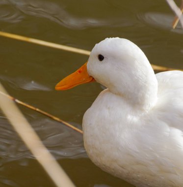 Beyaz yaban ördeği yakın çekim 