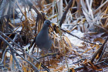Bir bataklığa tüneyen kuşun yakınına 