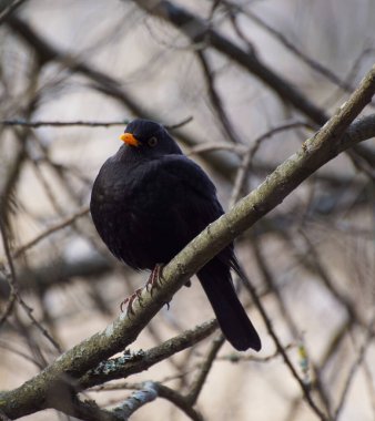 Dala tüneyen kuşa yaklaş