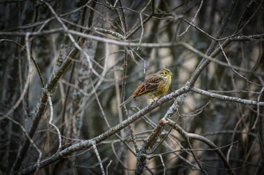 Ağaç dalına tünemiş küçük bir kuş