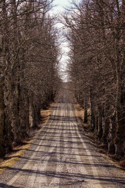 Bahar boyunca ormandaki ağaçların arasında boş bir yol 