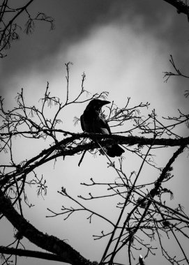 Kuşun gökyüzüne karşı çıplak ağaca tünediği alçak açı