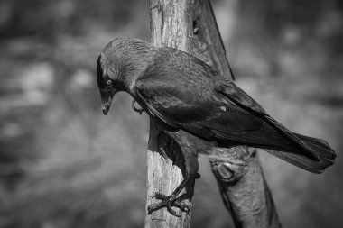 Tahta bir dalın tepesine tünemiş bir kuşun yakın çekimi.