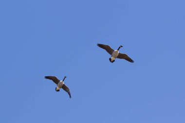 Açık mavi gökyüzünde uçan kuşların düşük açılı görüntüsü