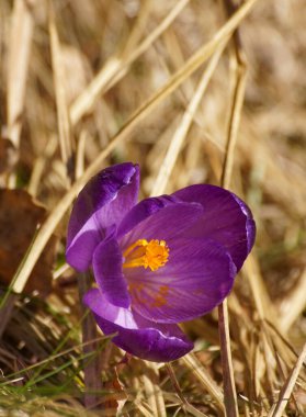 Mor çiçek tarlasını kapatın.