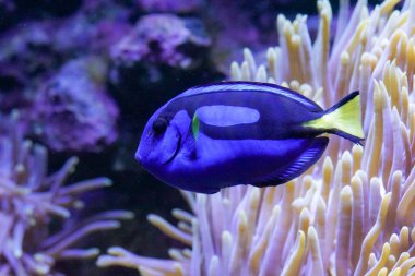 Denizde yüzen balıklara yaklaş