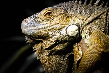 Yeşil bir iguananın yakın çekimi.