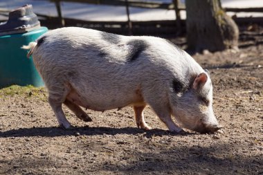 Sahadaki domuza yaklaş.