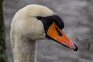 Suya karşı bir kuğuya yaklaş 