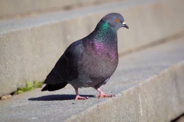 Şehrin kaldırımında duran bir güvercin. 