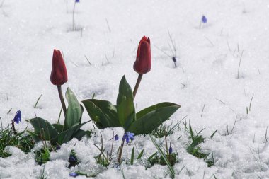 Sahadaki karla kaplı bitkilerin yakın çekimi