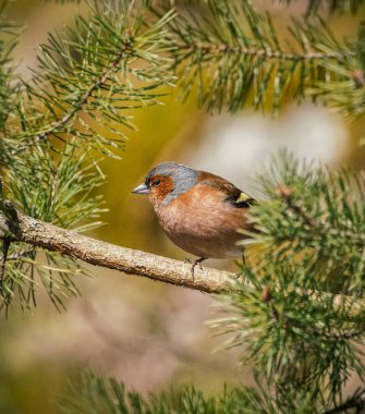 Ağaç dalına tünemiş küçük bir kuş