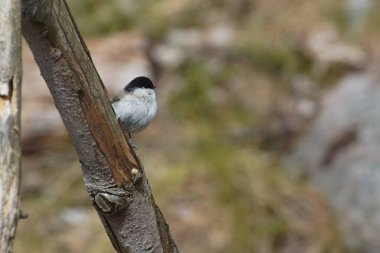 Tahta direğe tüneyen kuşa yaklaş. 