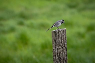 a small bird perched on top wooden post 