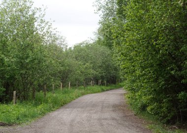 Ormandaki ağaçlar ortasında boş toprak yol
