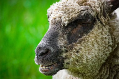 Close up of sheep against green background 