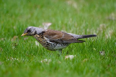 Close up of bird perching on grassy field