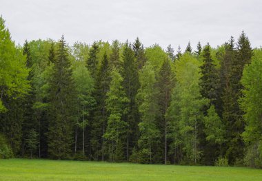 Scenic view of pine trees in forest against sky