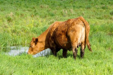Side view of a cow that is standing on a field 