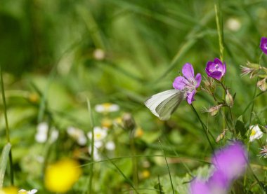Close up of small butterfly on pink flower 