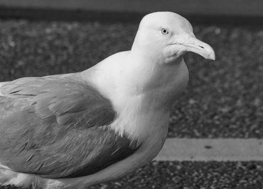 Close up of a seagull perching outdoors