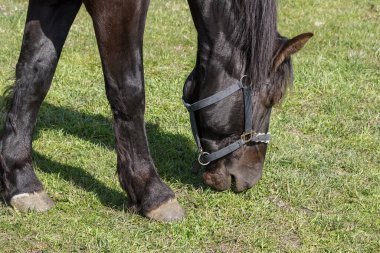 Close up of horse grazing on grassy field