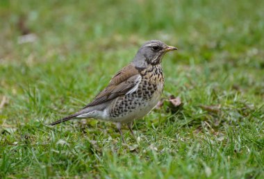 Close up of fieldfare perching on grass