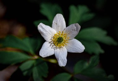 Close up of white flowering plant during spring 