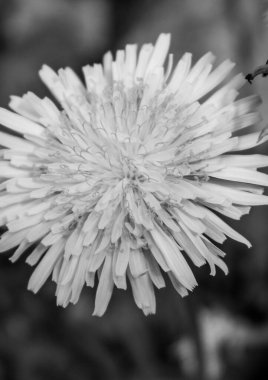 Siyah beyaz bir çiçeğe yaklaş 