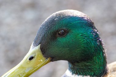 Yaban ördeğinin yakın çekimi.