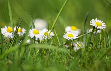 Close up of white daisy flowers on field